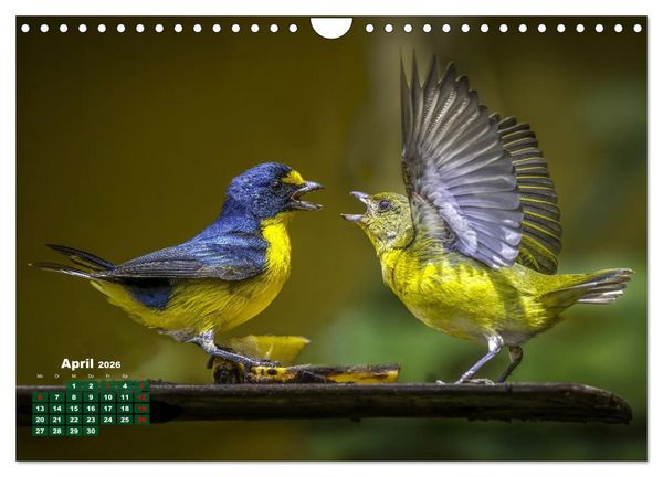 Produktbild: Tropische V&ouml;gel Costa Ricas (Wandkalender 2026 DIN A4 quer), CALVENDO Monatskalender