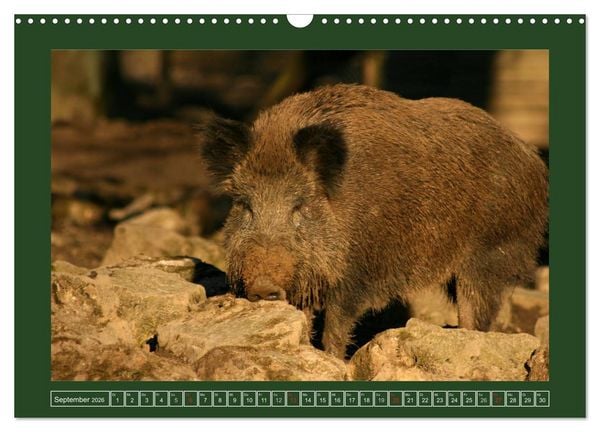 Produktbild: Schweinkram - Die Wildschweine sind los (Wandkalender 2026 DIN A3 quer), CALVENDO Monatskalender