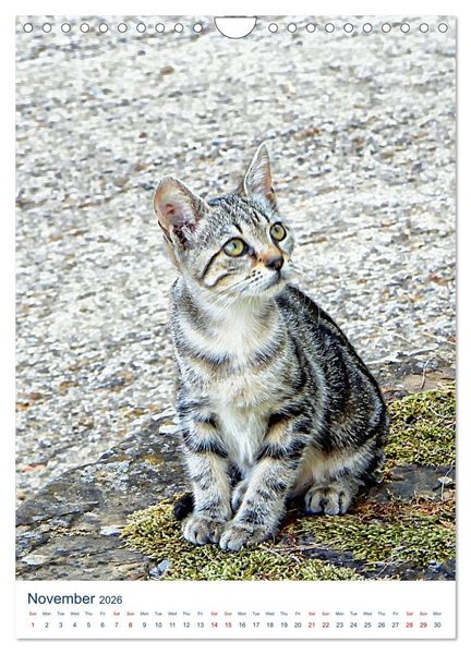 Produktbild: Umbrian Cats (Wall Calendar 2026 DIN A4 portrait), CALVENDO 12 Month Wall Calendar