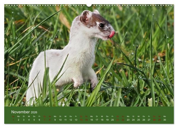 Produktbild: Augen auf - versteckte Tierwelt (Wandkalender 2026 DIN A2 quer), CALVENDO Monatskalender