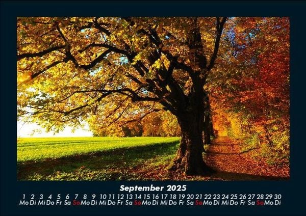 Produktbild: B&auml;ume 2025 Fotokalender DIN A5