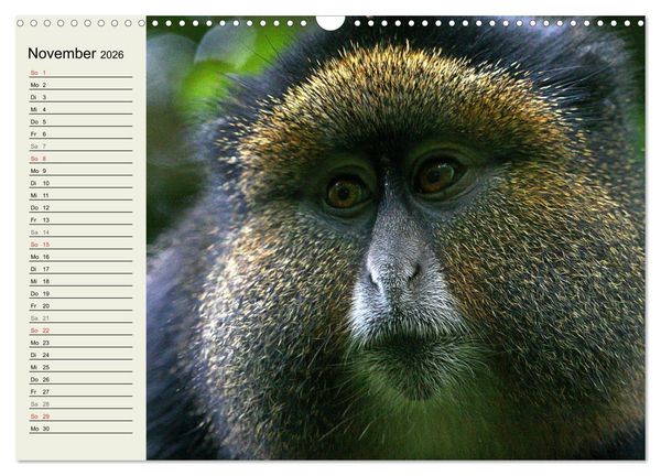 Produktbild: Affen in Afrika (Wandkalender 2026 DIN A3 quer), CALVENDO Monatskalender