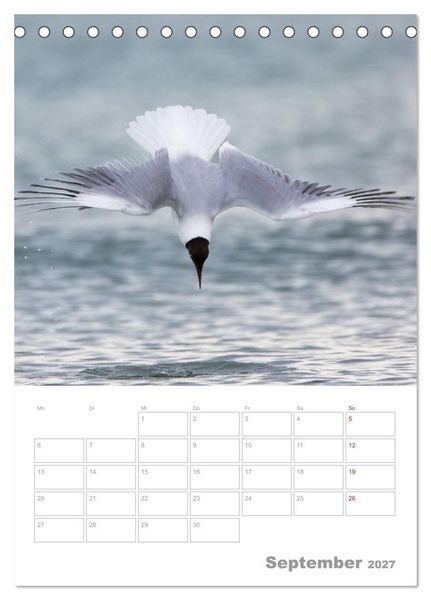 Produktbild: M&ouml;wen - die V&ouml;gel der K&uuml;ste (Tischkalender 2027 DIN A5 hoch), CALVENDO Monatskalender