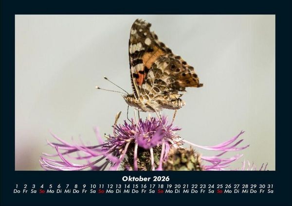 Produktbild: Bunte Pracht der Schmetterlinge 2026 Fotokalender DIN A4