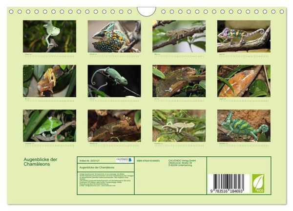 Produktbild: Augenblicke der Cham&auml;leons (Wandkalender 2026 DIN A4 quer), CALVENDO Monatskalender