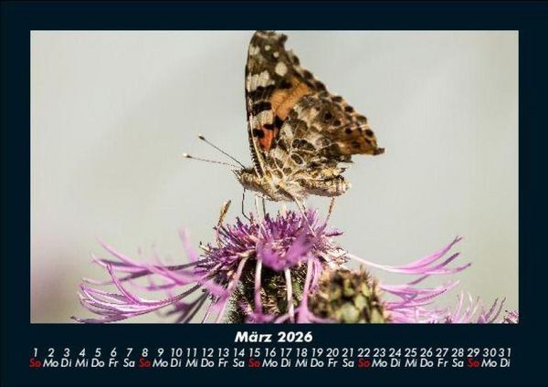 Produktbild: Bunte Pracht der Schmetterlinge 2026 Fotokalender DIN A5