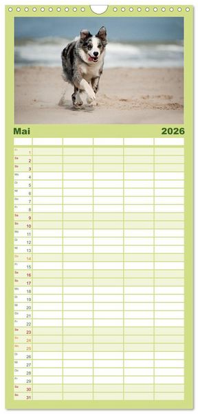 Produktbild: Familienplaner 2026 - Border Collies mit 5 Spalten (Wandkalender, 21 x 45 cm) CALVENDO