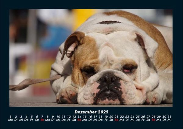 Produktbild: Hunde 2025 Fotokalender DIN A4