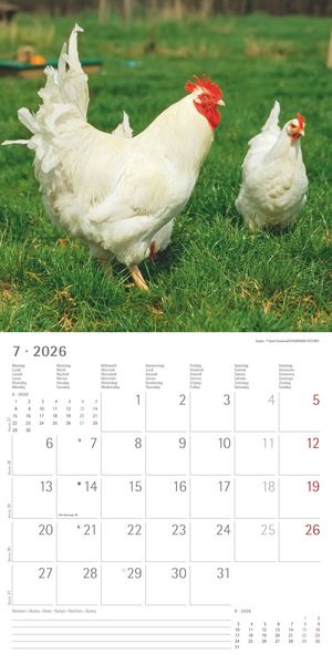 Produktbild: Hühner 2026 - Broschürenkalender 30x30 cm (30x60 geöffnet) - Kalender mit Platz für Notizen - Hühner - Bildkalender - Wandkalender - Hühnerkalender