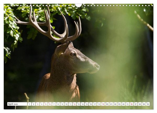 Produktbild: Emotionale Momente: Hirschbrunft (Wandkalender 2026 DIN A3 quer), CALVENDO Monatskalender