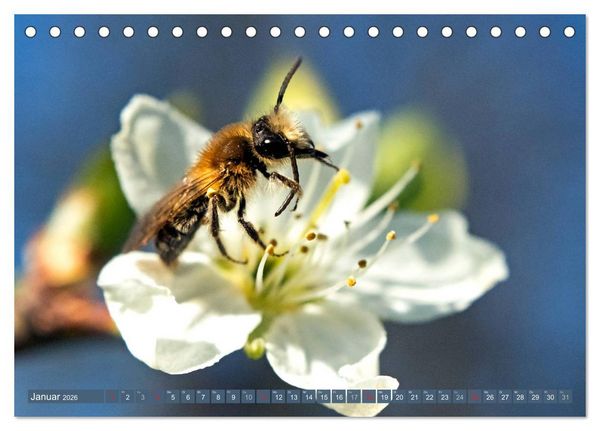 Produktbild: BIENEN - Kleine N&uuml;tzlinge ganz gro&szlig; (Tischkalender 2026 DIN A5 quer), CALVENDO Monatskalender