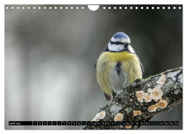 Produktbild: Mes anges bleus en &Icirc;le-de-France (Calendrier mural 2026 DIN A4 vertical), CALVENDO calendrier mensuel