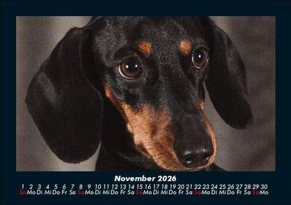 Produktbild: Hundezauber 2026 Fotokalender DIN A5