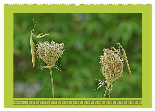 Produktbild: Die Gottesanbeterin Mantis Religiosa (hochwertiger Premium Wandkalender 2026 DIN A2 quer), Kunstdruck in Hochglanz