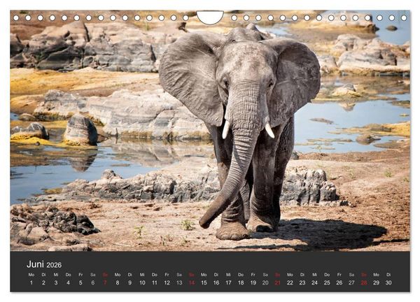 Produktbild: Elefanten - Graue Riesen (Wandkalender 2026 DIN A4 quer), CALVENDO Monatskalender