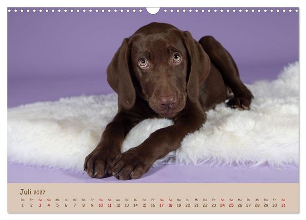Produktbild: Achtung die Welpen kommen. (Wandkalender 2027 DIN A3 quer), CALVENDO Monatskalender