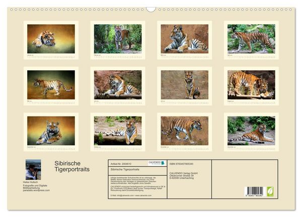 Produktbild: Sibirische Tigerportraits (Wandkalender 2026 DIN A2 quer), CALVENDO Monatskalender