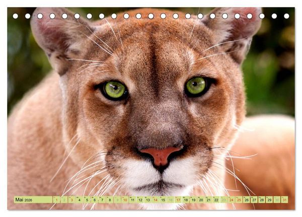 Produktbild: Tiere Schau mir in die Augen (Tischkalender 2026 DIN A5 quer), CALVENDO Monatskalender