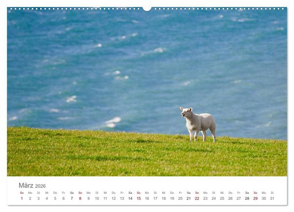 Produktbild: Schafe - Weich und wollig (hochwertiger Premium Wandkalender 2026 DIN A2 quer), Kunstdruck in Hochglanz