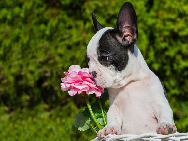 Produktbild: CALVENDO Puzzle Franz&ouml;sische Bulldogge | 1000 Teile Lege-Gr&ouml;&szlig;e 64x48cm Foto-Puzzle f&uuml;r gl&uuml;ckliche Stunden