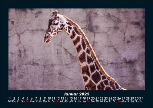 Produktbild: Giraffen 2025 Fotokalender DIN A5