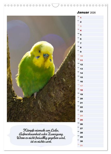 Produktbild: Niedliche Wellensittiche (Wandkalender 2026 DIN A3 hoch), CALVENDO Monatskalender