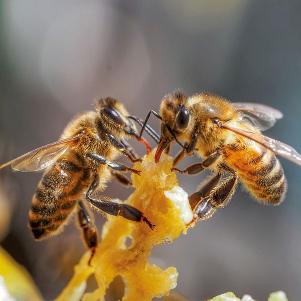 Produktbild: Bienen / Bees 2027