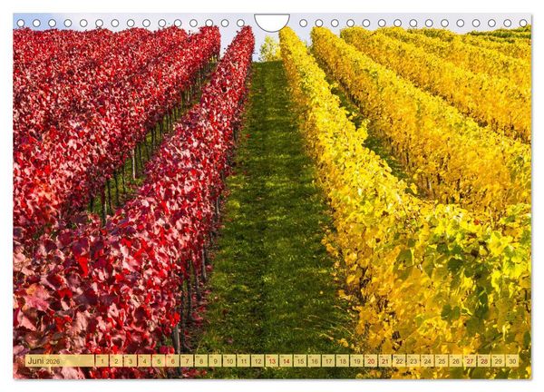 Produktbild: Farbenpr&auml;chtige Weinberge (Wandkalender 2026 DIN A4 quer), CALVENDO Monatskalender