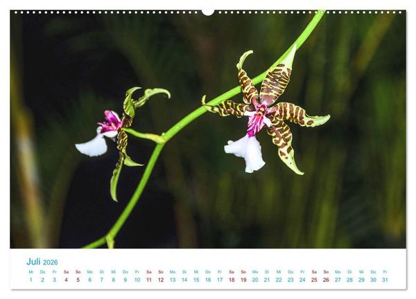 Produktbild: Die K&ouml;nigin der Blumenwelt, die Orchidee (Wandkalender 2026 DIN A2 quer), CALVENDO Monatskalender