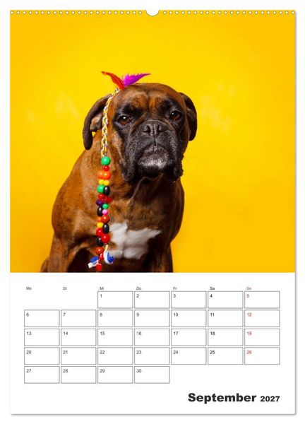 Produktbild: colorful world of boxer 2027 (Wandkalender 2027 DIN A2 hoch), CALVENDO Monatskalender