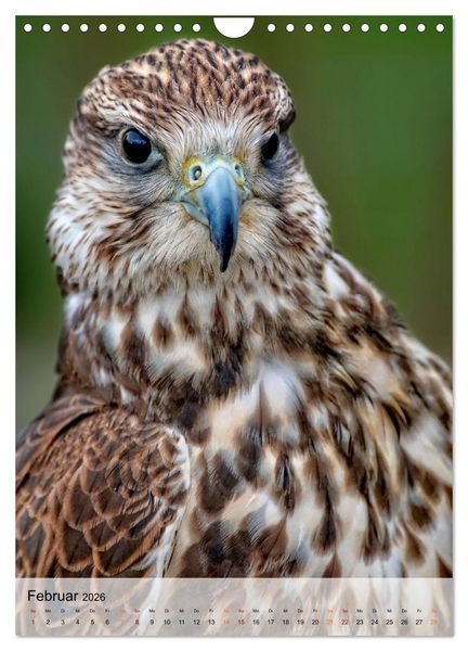 Produktbild: V&ouml;gel - gefiederte Freunde in unserer Natur (Wandkalender 2026 DIN A4 hoch), CALVENDO Monatskalender