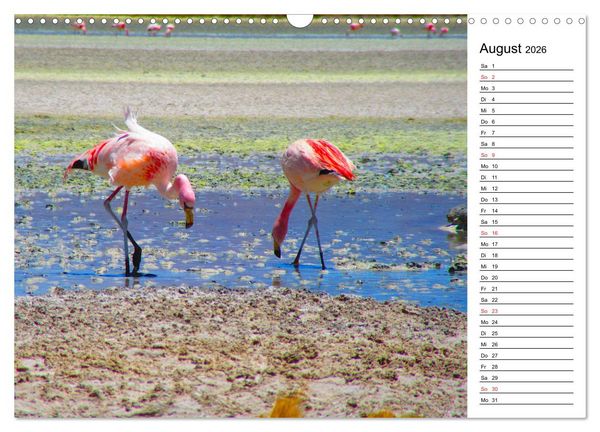 Produktbild: Mein Flamingo Planer (Wandkalender 2026 DIN A3 quer), CALVENDO Monatskalender