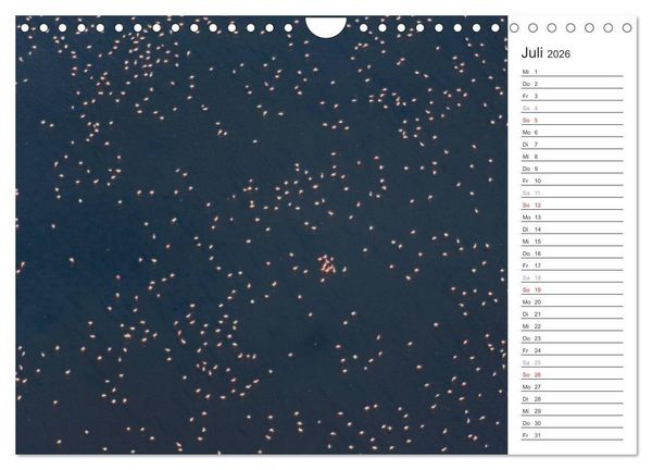 Produktbild: Flamingo Impressionen 2026 (Wandkalender 2026 DIN A4 quer), CALVENDO Monatskalender