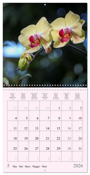 Produktbild: Les saisons en fleurs (Calendrier mural carr&eacute; 2026 30x30 cm) Calendrier double avec une page pour vos prises de notes