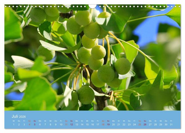 Produktbild: Geliebter Ginkgo (Wandkalender 2026 DIN A3 quer), CALVENDO Monatskalender