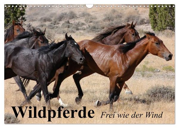 Wildpferde. Frei wie der Wind (Wandkalender 2026 DIN A3 quer), CALVENDO Monatskalender