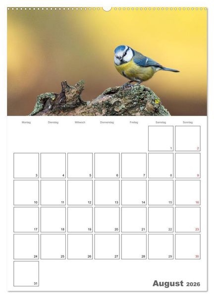 Produktbild: V&ouml;gel im heimischen Garten (hochwertiger Premium Wandkalender 2026 DIN A2 hoch), Kunstdruck in Hochglanz