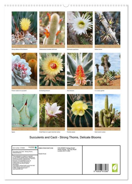 Produktbild: Succulents and Cacti - Strong Thorns, Delicate Blooms (High Quality Premium Wall Calendar 2026 DIN A2 portrait),CALVENDO 12 Month Wall Calendar