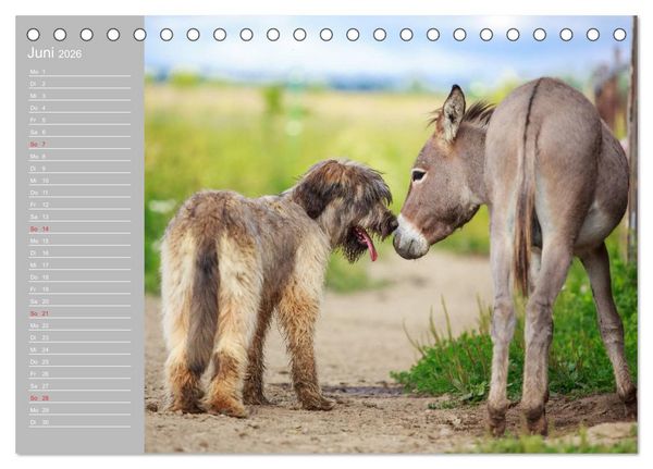 Produktbild: Kleiner Esel. Boldewyn mit seinen Freunden (Tischkalender 2026 DIN A5 quer), CALVENDO Monatskalender