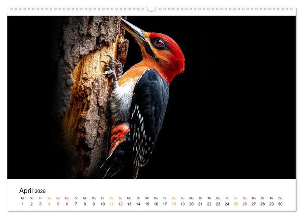 Produktbild: Wilde Heimat - Tiere unserer Natur (hochwertiger Premium Wandkalender 2026 DIN A2 quer), Kunstdruck in Hochglanz