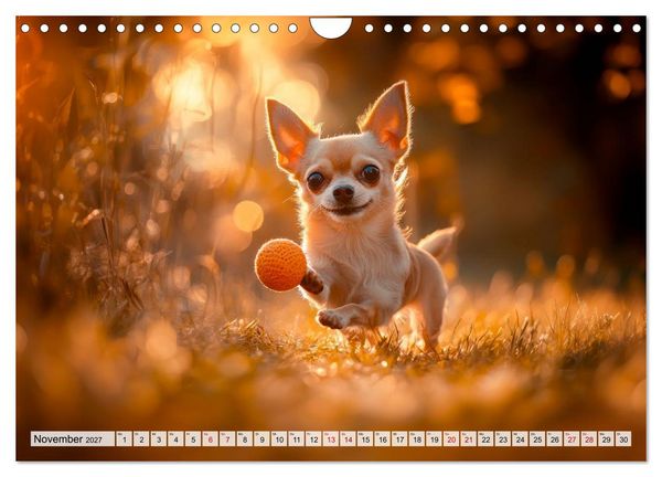 Produktbild: Niedliche Chihuahuas (Wandkalender 2027 DIN A4 quer), CALVENDO Monatskalender