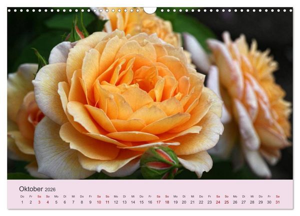 Produktbild: Rosen Reigen im Garten (Wandkalender 2026 DIN A3 quer), CALVENDO Monatskalender