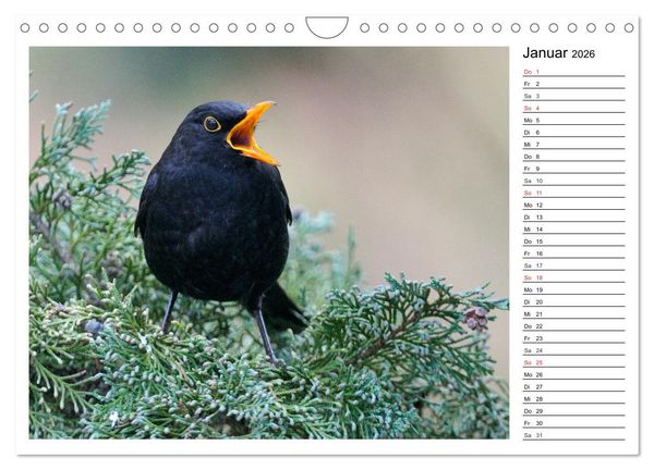 Produktbild: Gefiederte Freunde - Unsere heimischen Gartenv&ouml;gel (Wandkalender 2026 DIN A4 quer), CALVENDO Monatskalender