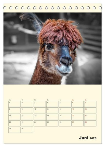 Produktbild: Putzige Alpakas (Tischkalender 2026 DIN A5 hoch), CALVENDO Monatskalender