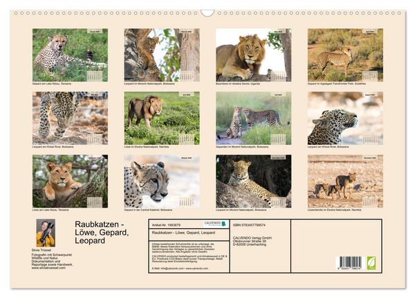 Produktbild: Raubkatzen - L&ouml;we, Gepard, Leopard (Wandkalender 2026 DIN A2 quer), CALVENDO Monatskalender