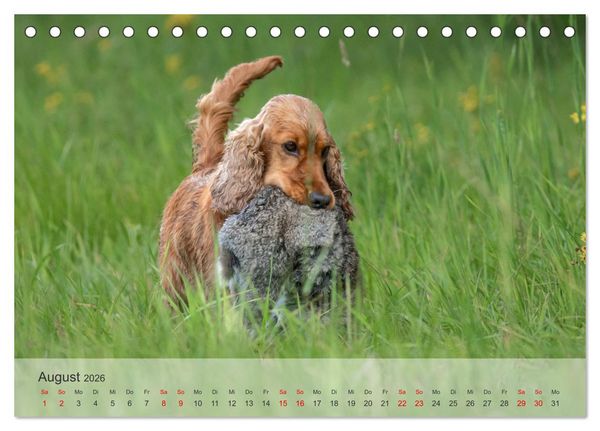 Produktbild: Treue Jagdgef&auml;hrten - Kleine Jagdhunde im Einsatz (Tischkalender 2026 DIN A5 quer), CALVENDO Monatskalender