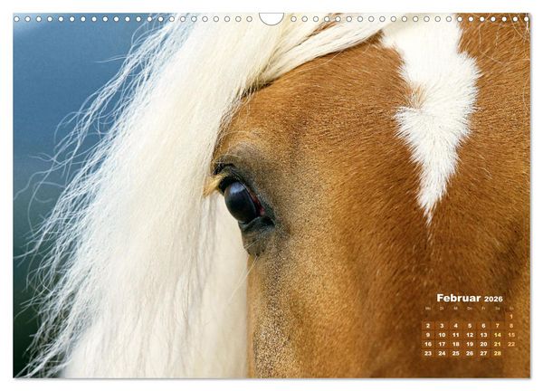 Produktbild: Haflinger: Die blonden Pferde von der Alm (Wandkalender 2026 DIN A3 quer), CALVENDO Monatskalender