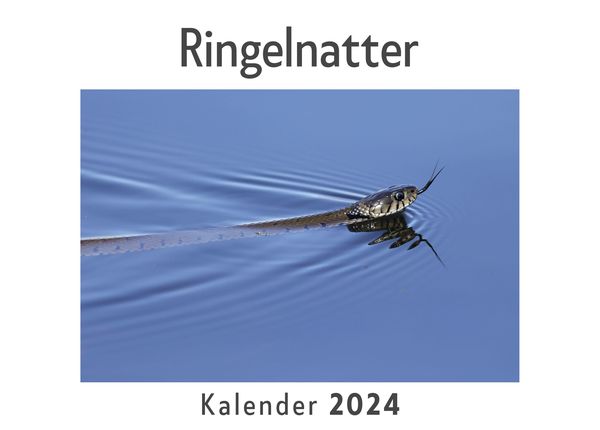 Produktbild: Ringelnatter (Wandkalender 2024, Kalender DIN A4 quer, Monatskalender im Querformat mit Kalendarium, Das perfekte Geschenk)