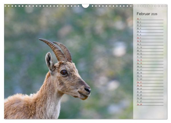 Produktbild: Bergk&ouml;nige - Steinb&ouml;cke im Blickpunkt der Naturforografie (Wandkalender 2026 DIN A3 quer), CALVENDO Monatskalender