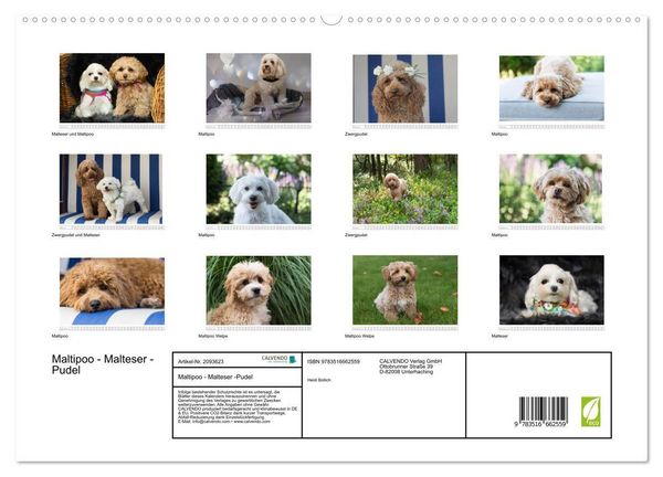 Produktbild: Maltipoo - Malteser -Pudel (hochwertiger Premium Wandkalender 2026 DIN A2 quer), Kunstdruck in Hochglanz